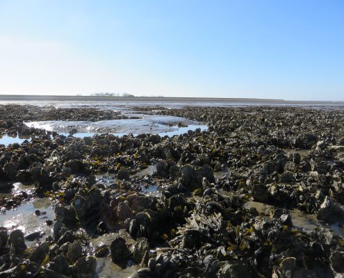 Pacific oyster bed