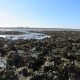 Pacific oyster bed