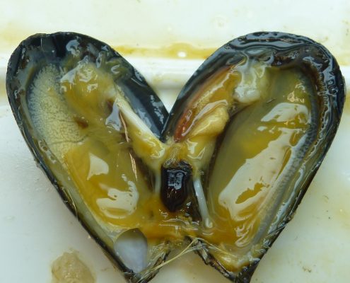 Mossel met Mytilicola