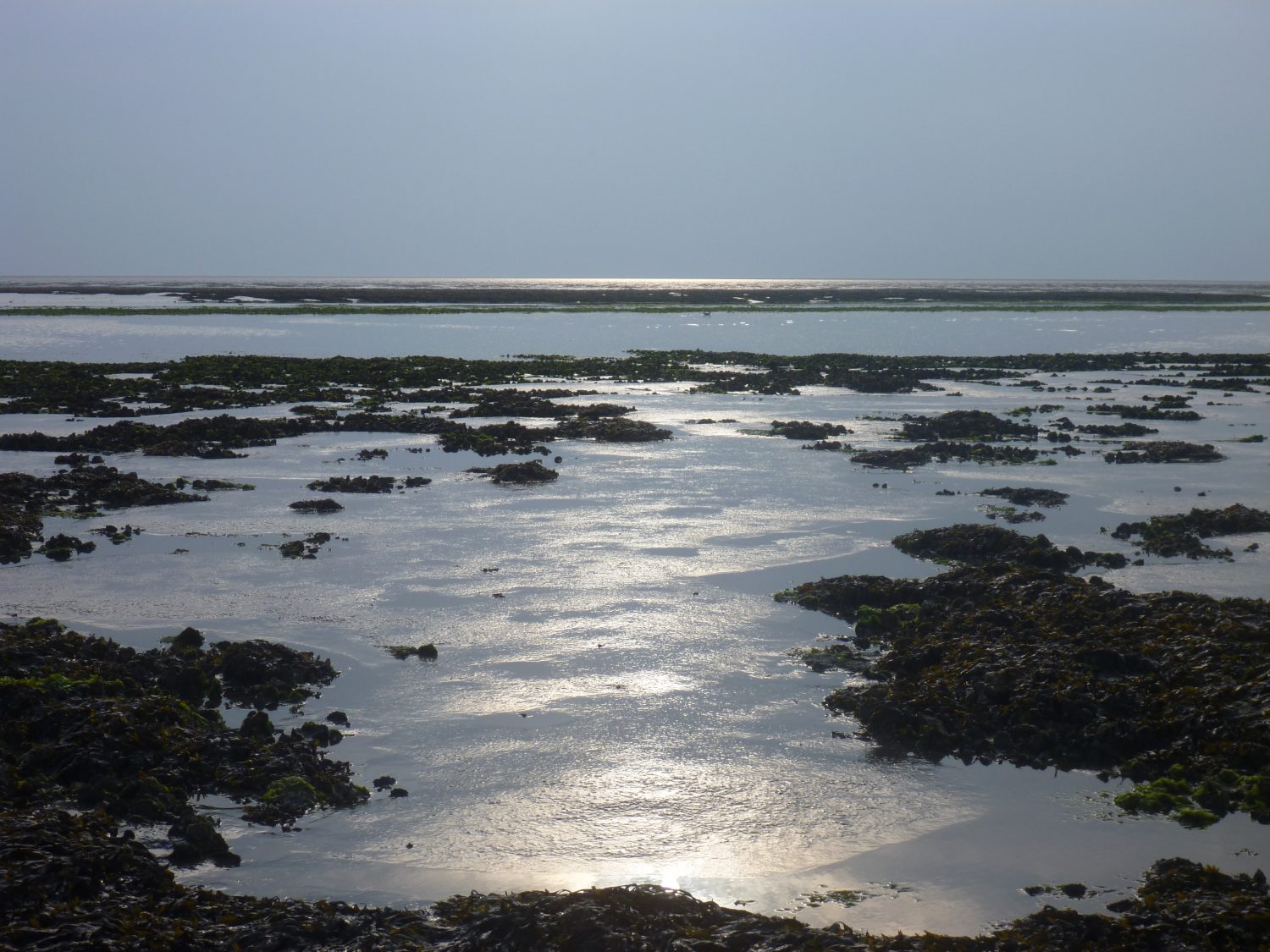 Mussel bed