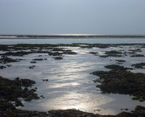 Mussel bed